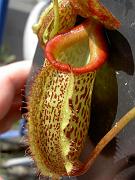 Nepenthes (maxima x mixta ) x talangensis 2